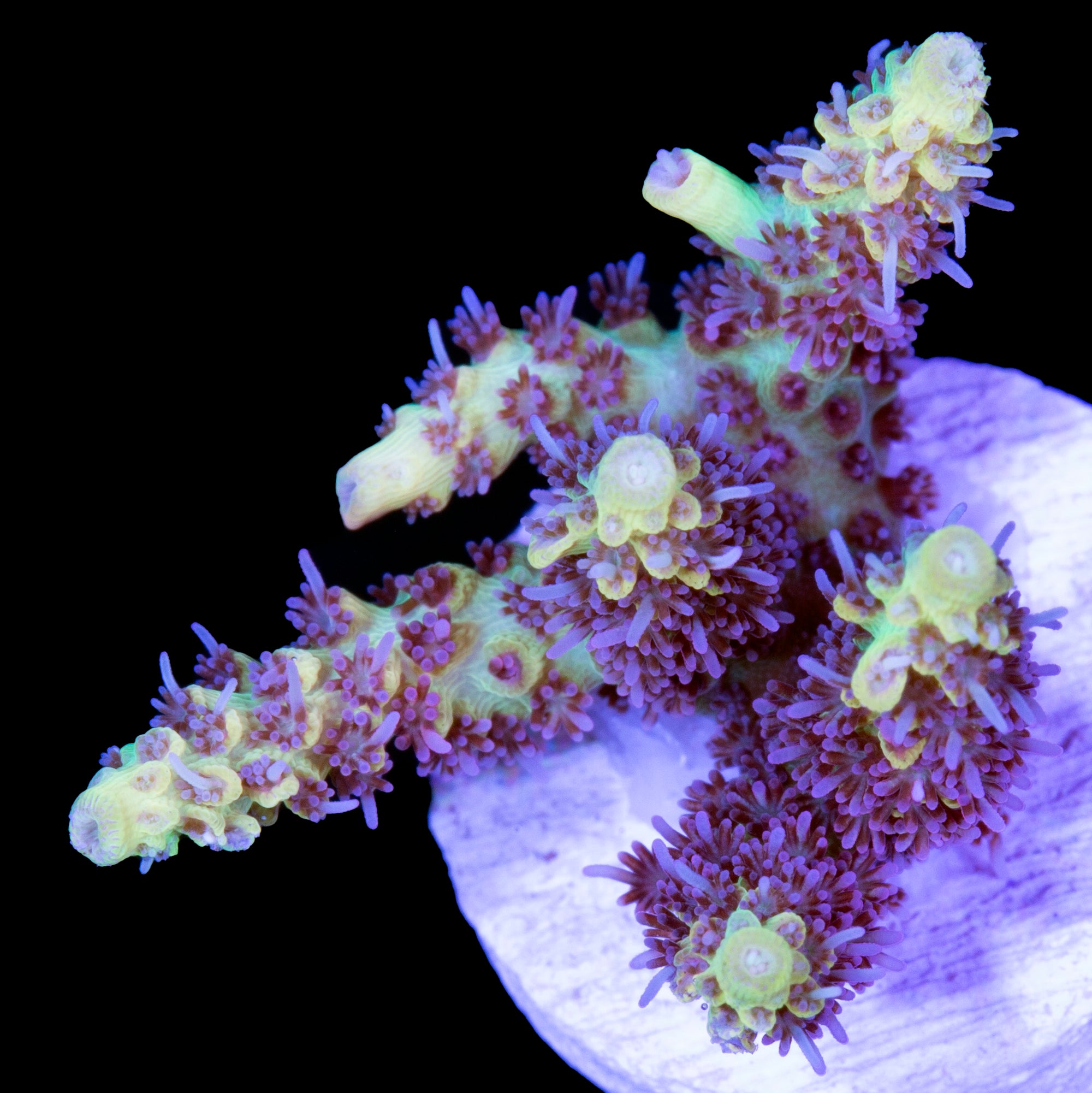 Tyree Pink Lemonade Acropora Coral