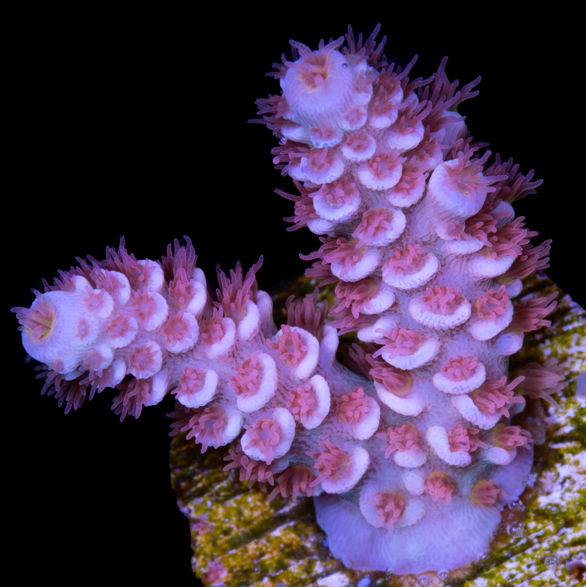 TGC Cherry Bomb Tenuis Acropora Coral