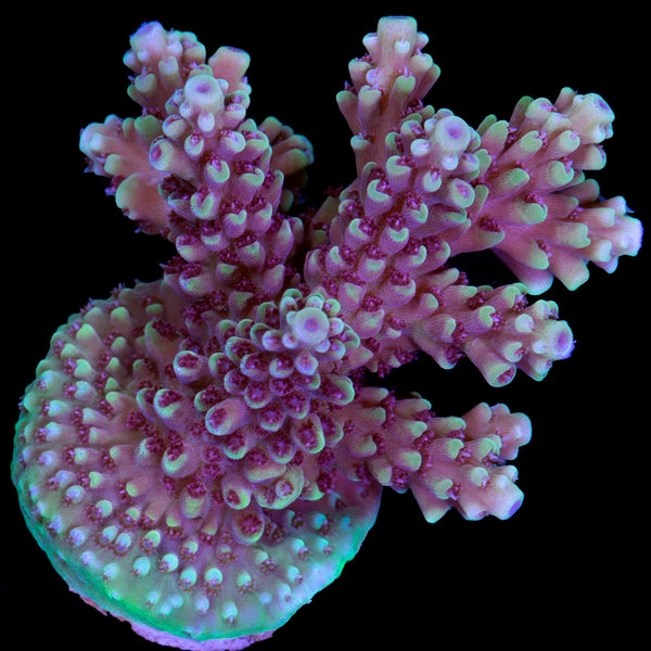 Vivid's Sonic Boom Acropora Coral