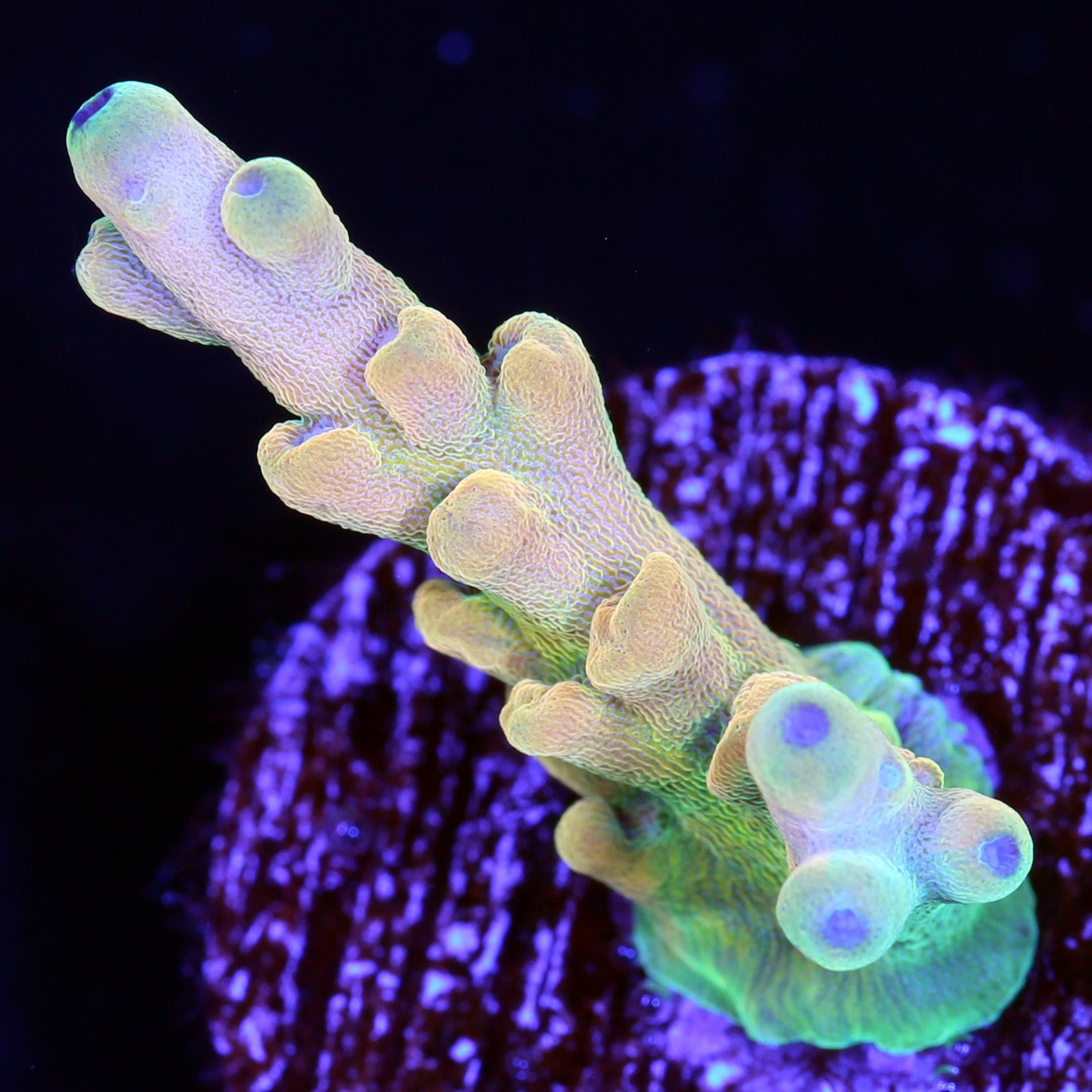RRC Jawdropper Acropora Coral