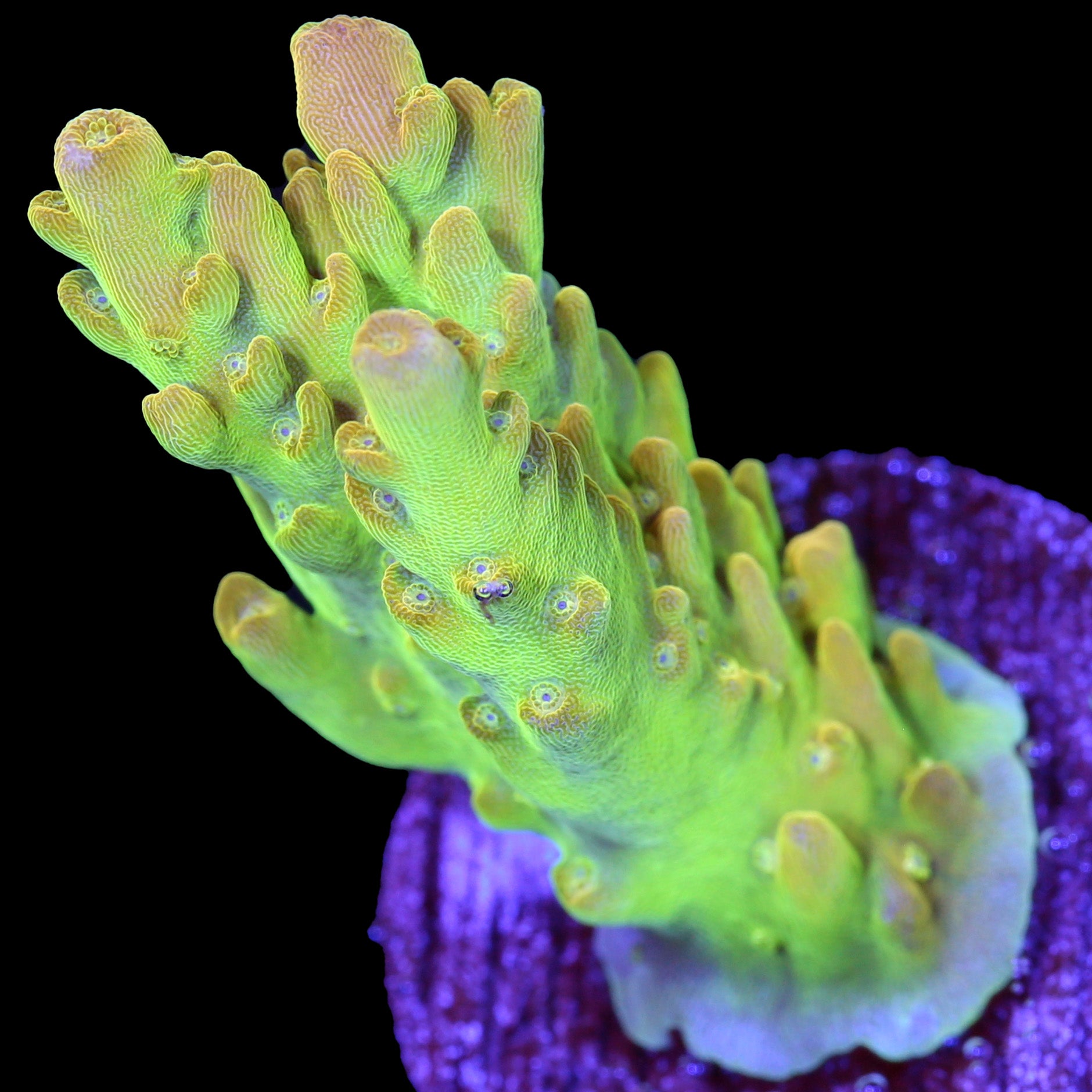 UC Slithern Acropora Coral