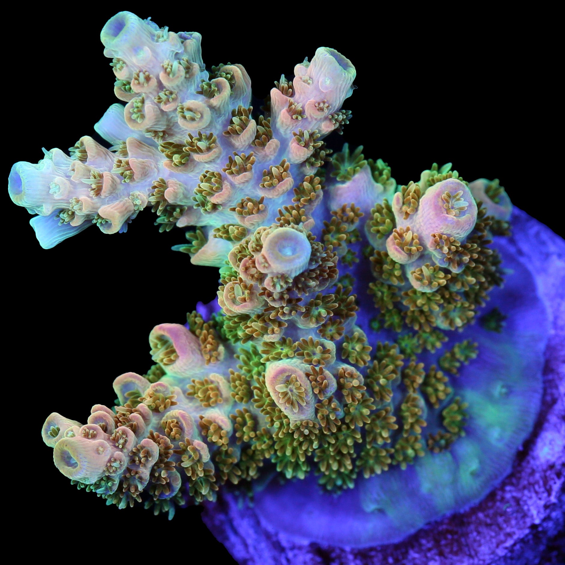 coral reef  Fri Thirstysreef Acropora Coral SBB Heisenberg 3/4 Inch | eBay