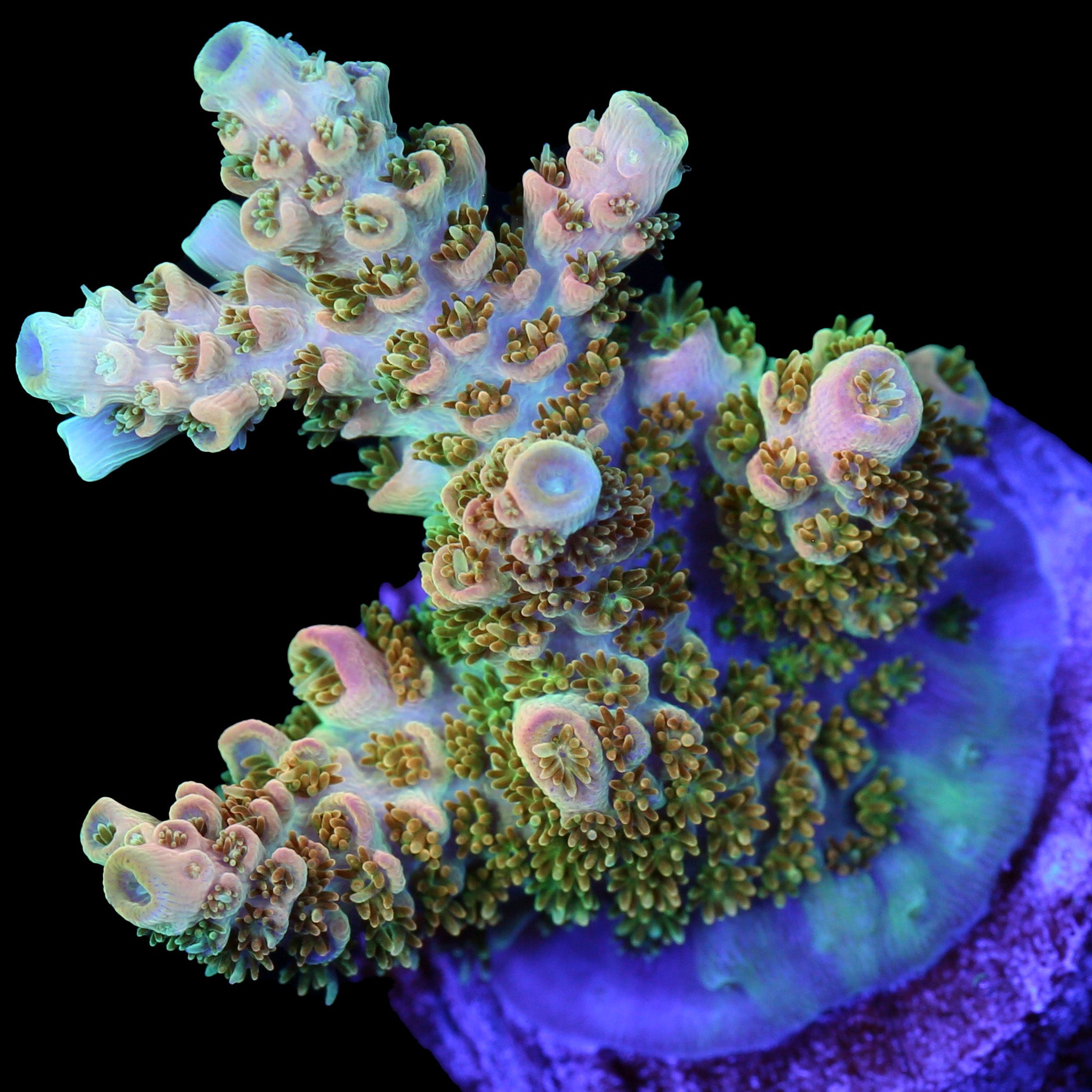 TSA Bill Murray Acropora Coral