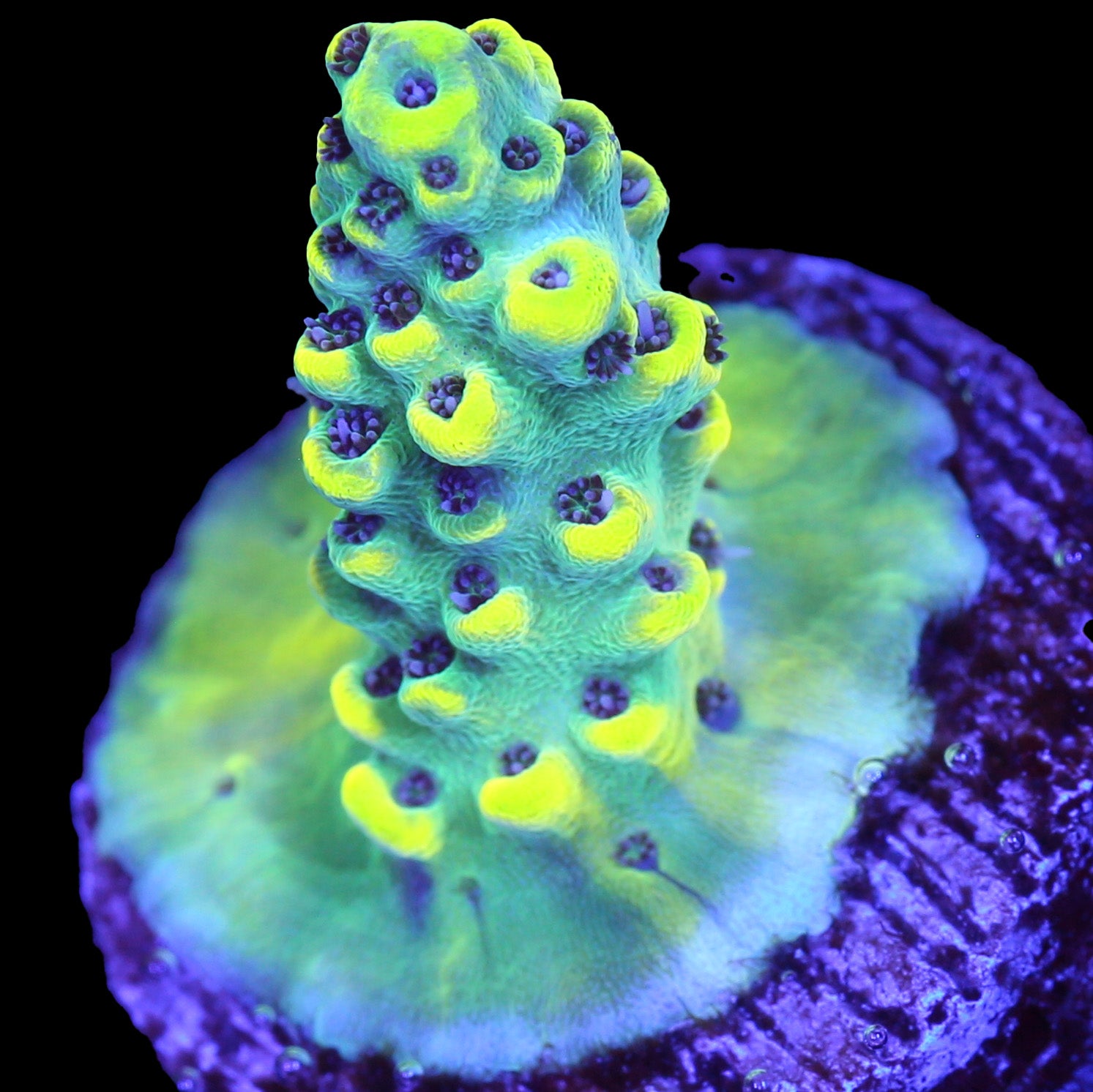 Vivid's Limelight Acropora Coral