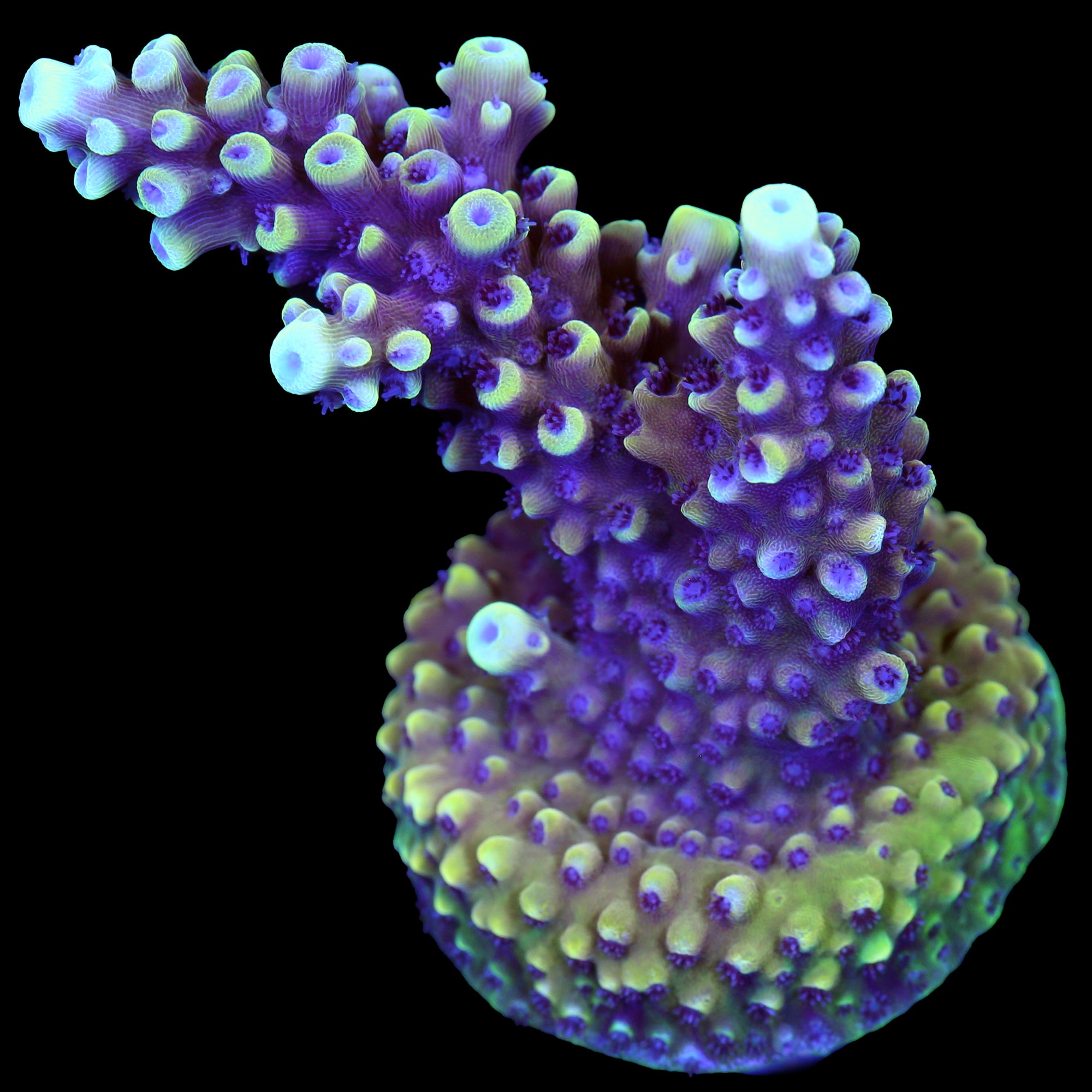 Pink Cadillac Acropora Coral, Live Coral for Sale