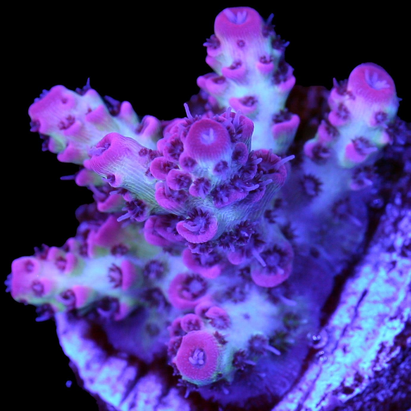 Vivid's Peppermint Table Acropora Coral