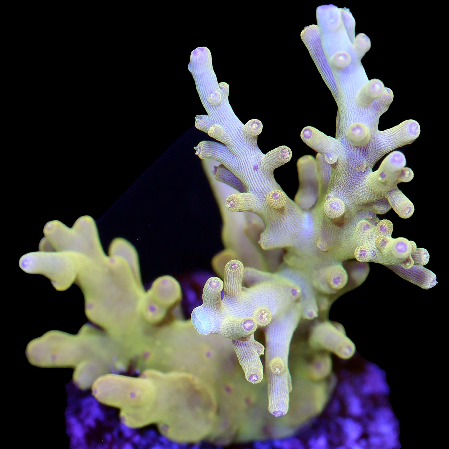 Vivid's Golden Dragon Acropora Coral