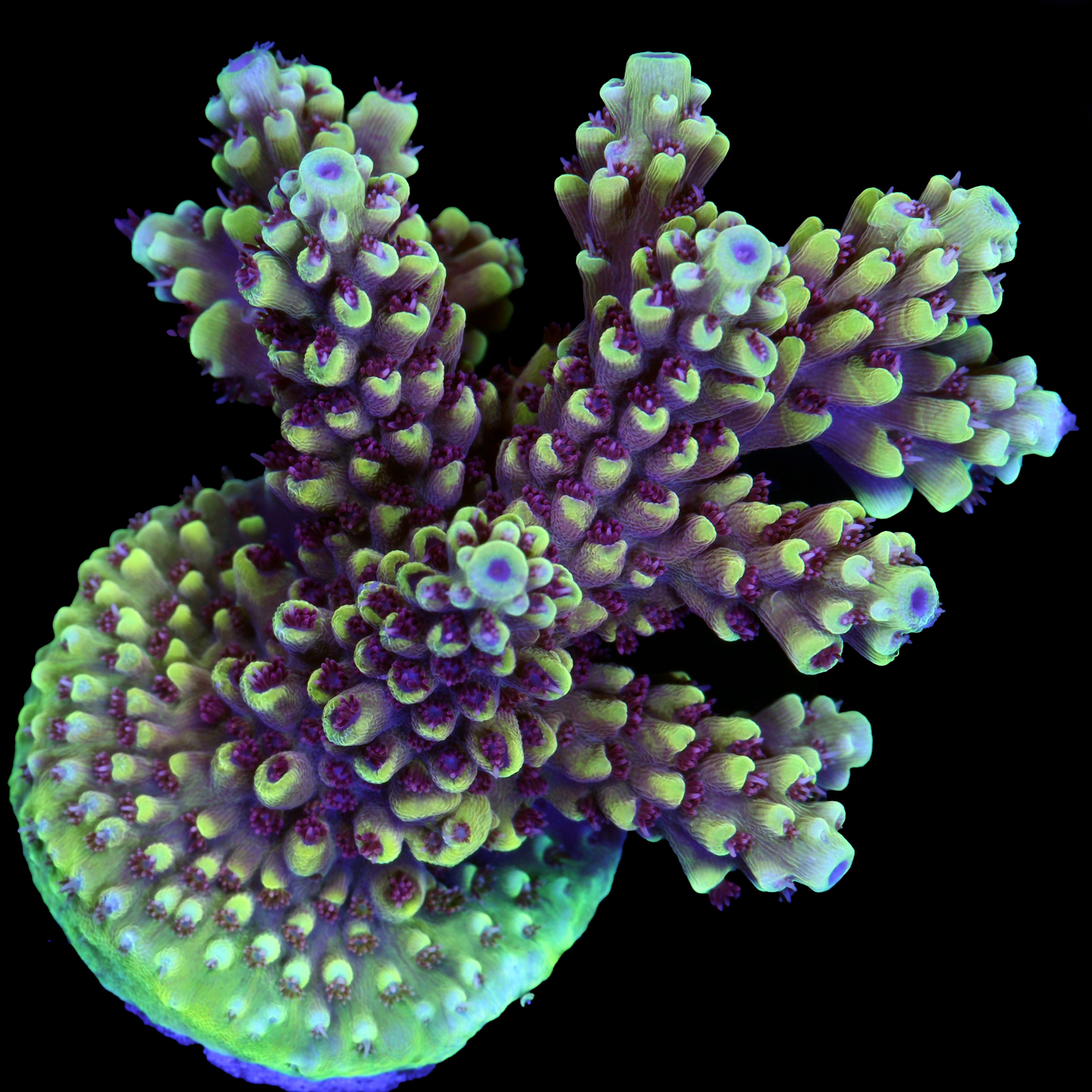 Peppermint Cyphastrea SPS Coral | coralSLover