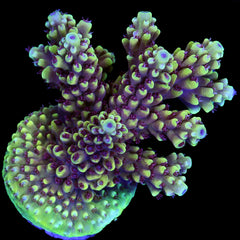 ACRO ゴモラ FJ6A0419_eb71b591-31dd-47f4-