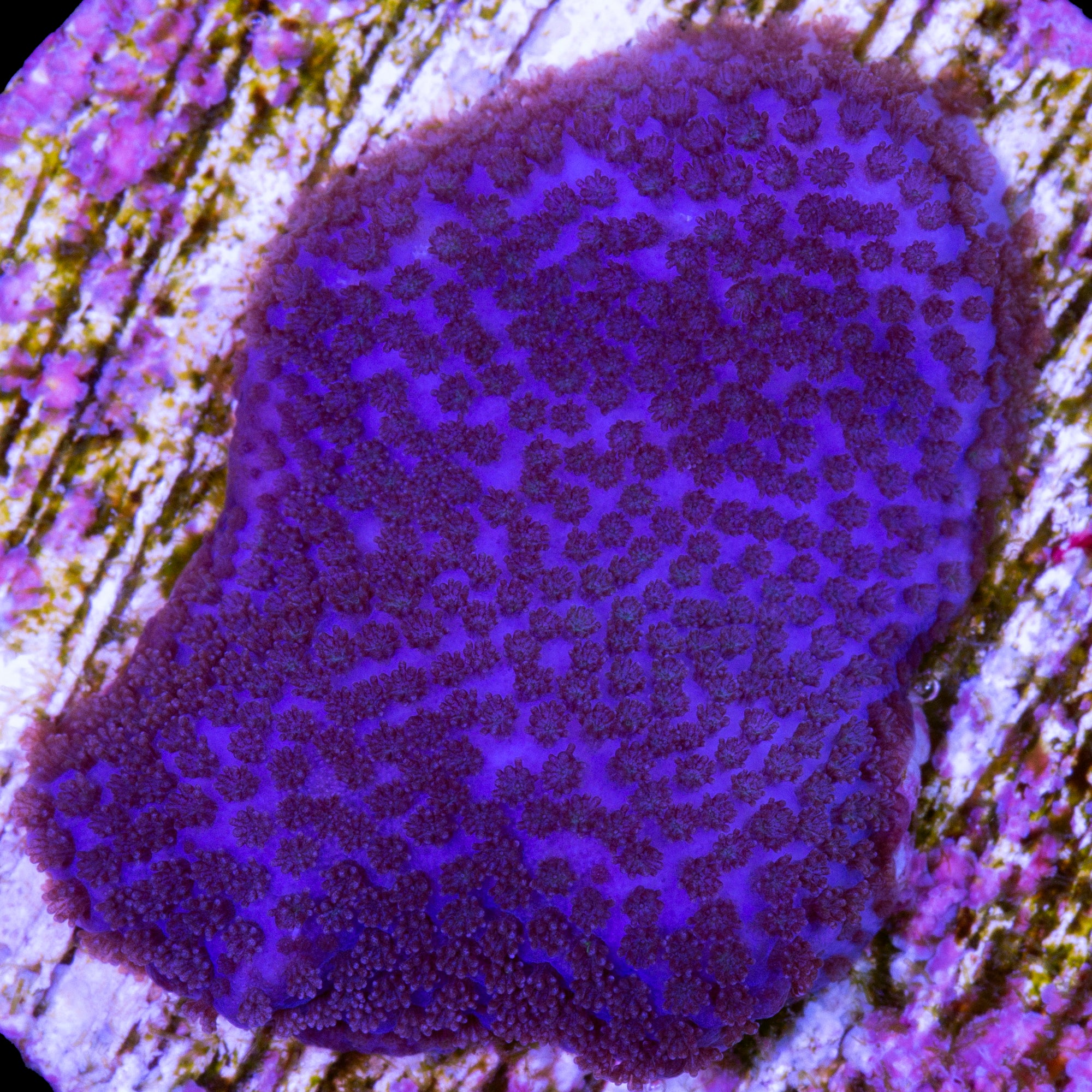 Purple Haze Montipora Coral