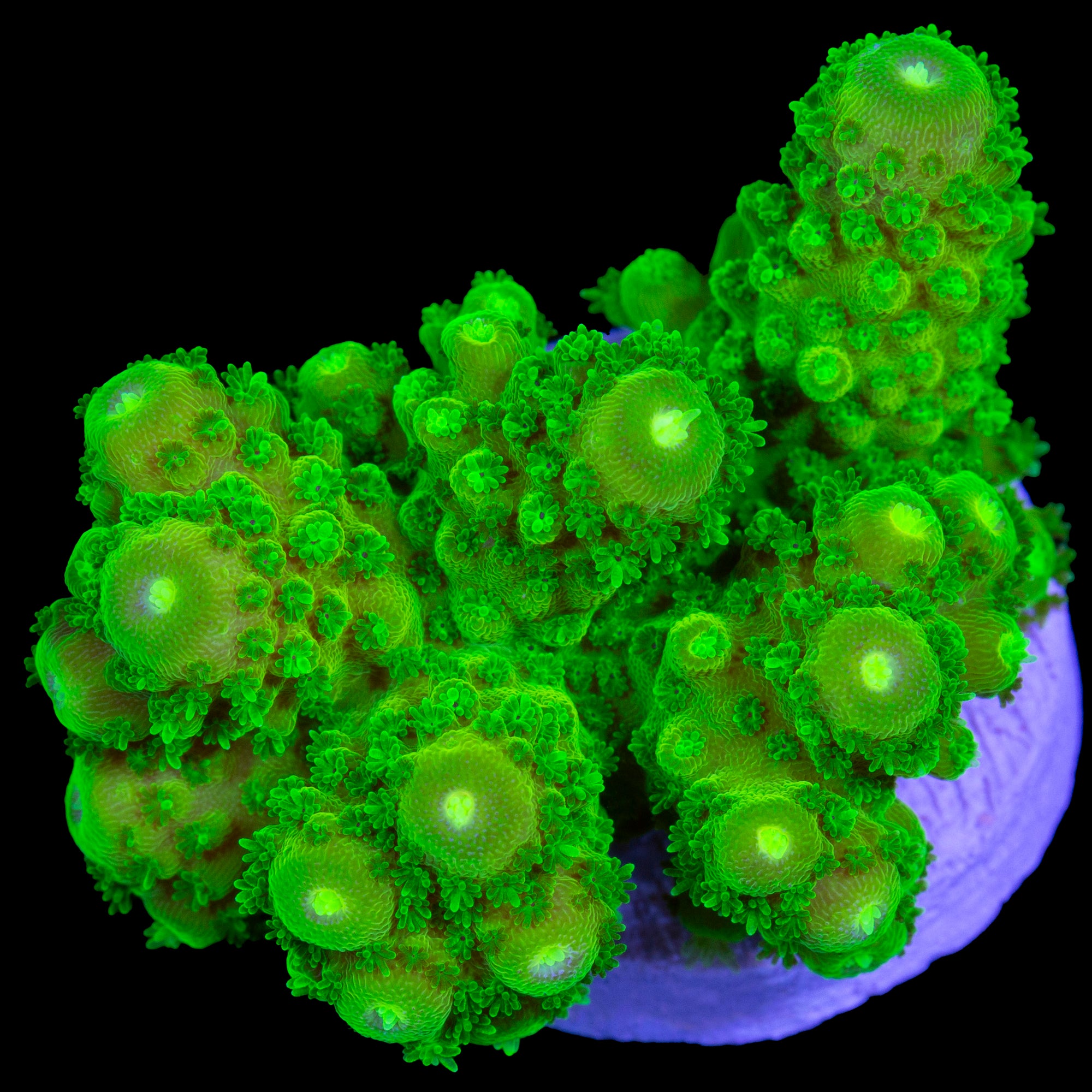 Vivid's Laser Beam Acropora Coral
