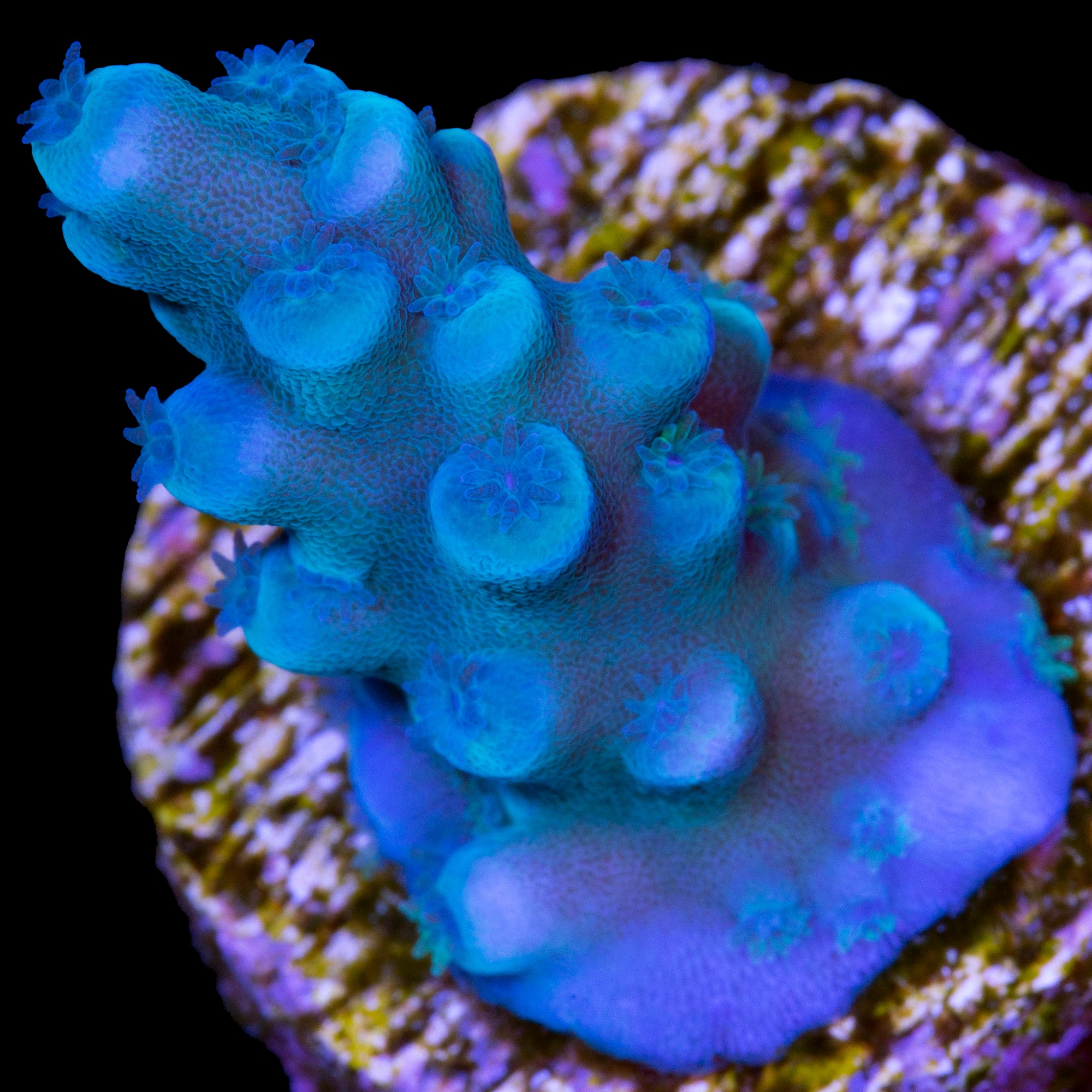 Oregon Blue Tort Acropora Coral, Buy Live Coral for Sale