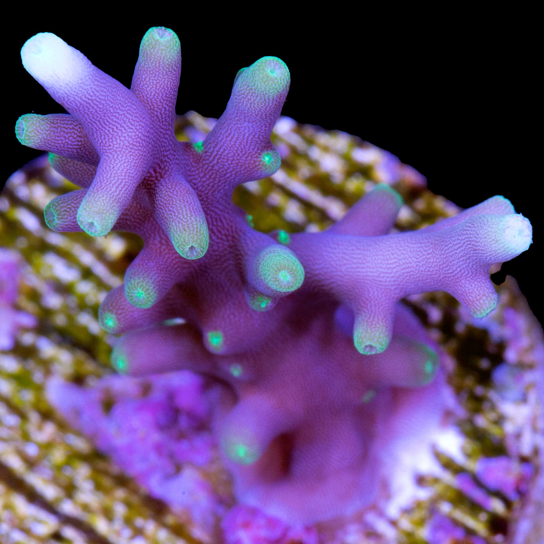 Vivid Space Dragon Acropora Coral