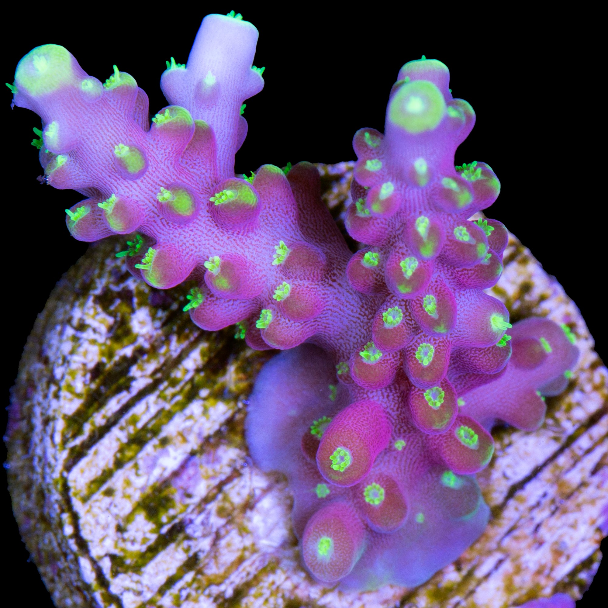 RR Firecracker Acropora Coral