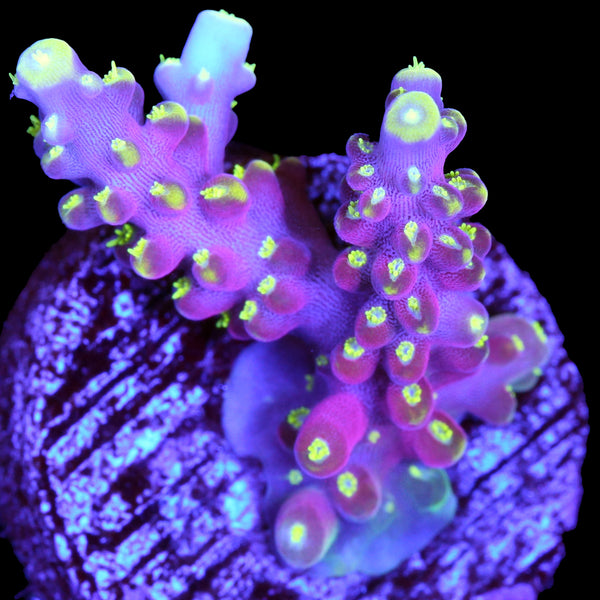 RR Firecracker Acropora Coral | Buy Live Coral for Sale | Vivid Aquariums