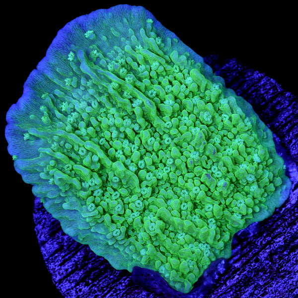 Coralꪔ̤̫ FJ6A0602_1a297da3-677d-4876-