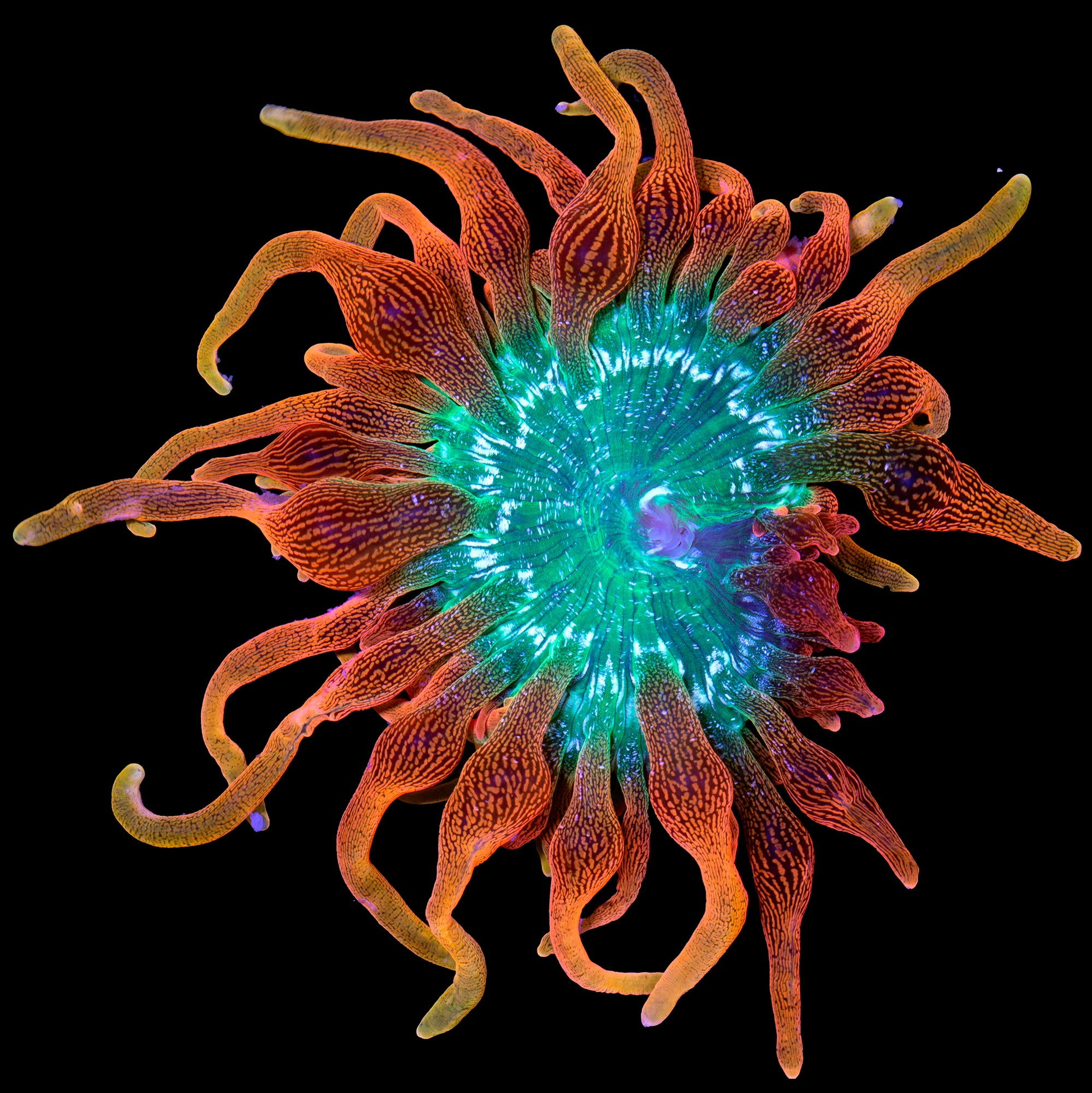 Colorado Sunburst Anemone (Aqua Cultured) - Vivid Aquariums
