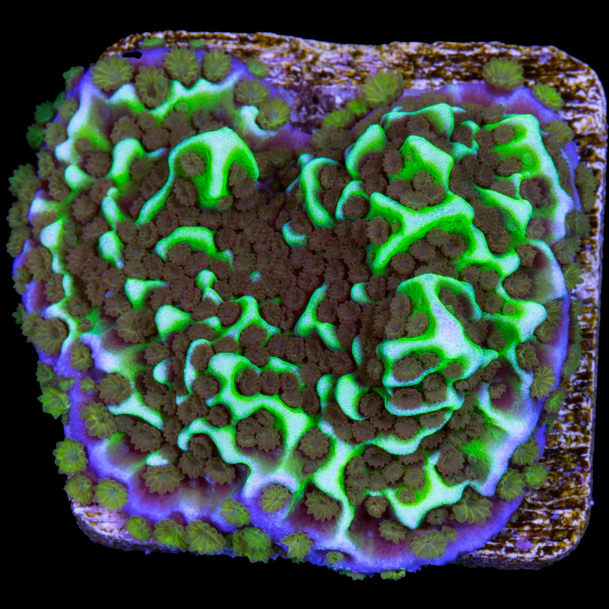 Purple Rim Montipora Confusa Coral