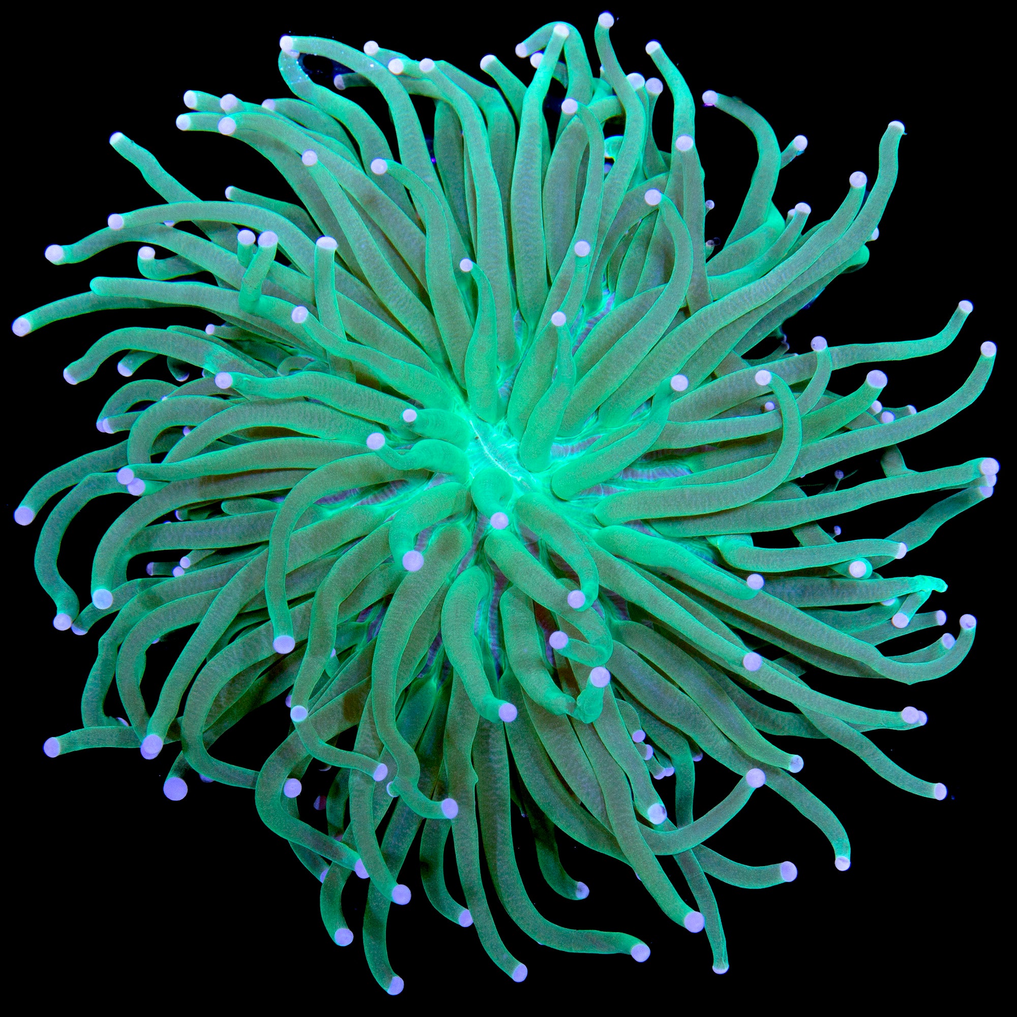 Green Long Tentacle Plate Coral