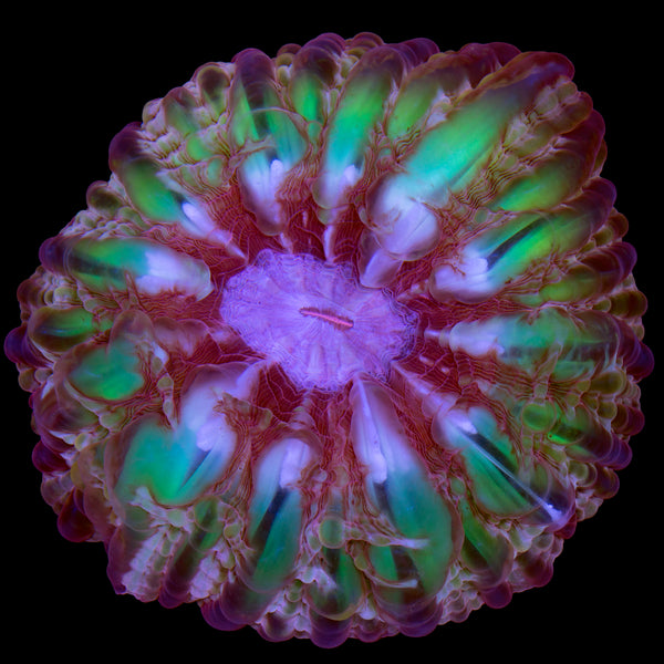 Master Indophyllia Coral - Vivid Aquariums