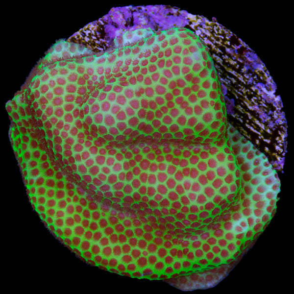 FJ6A1067_600x.jpg?v=1666408591