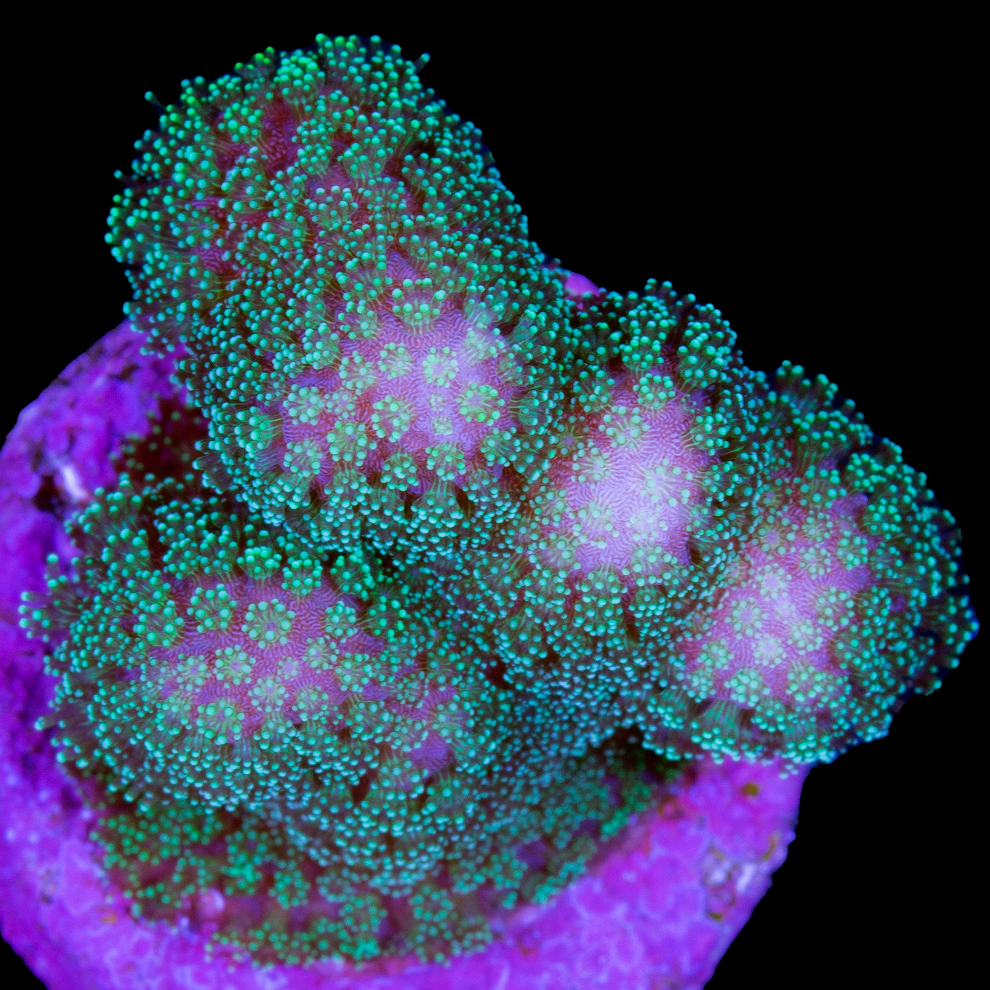 Buy Live Coral for Sale Rare Coral Sale Corals Vivid Aquariums Page 3