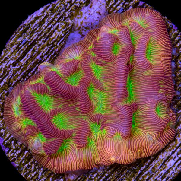 JF Lethal Leptoseris Coral | Buy Live Coral for Sale - Vivid Aquariums