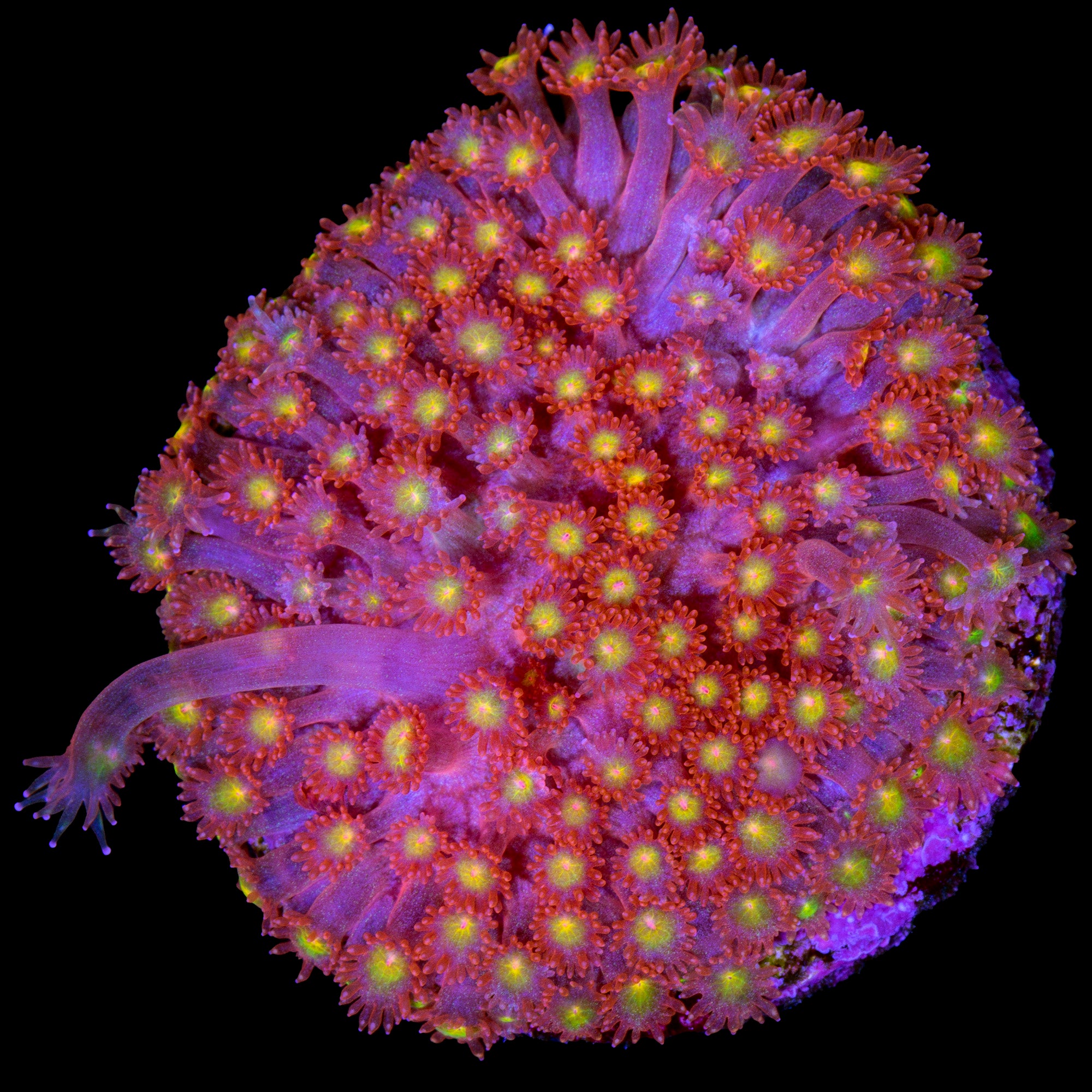 Strawberry Fields Goniopora Coral