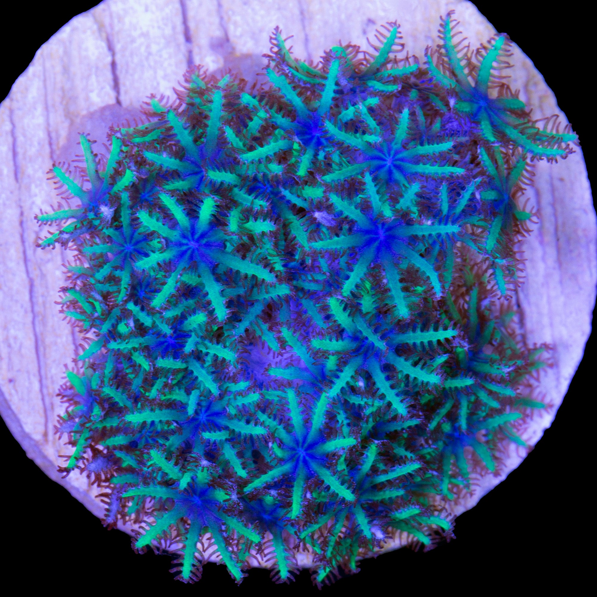 Atomic Sympodium Coral
