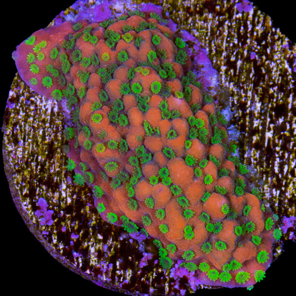 FJ6A1100_600x.jpg?v=1666453797