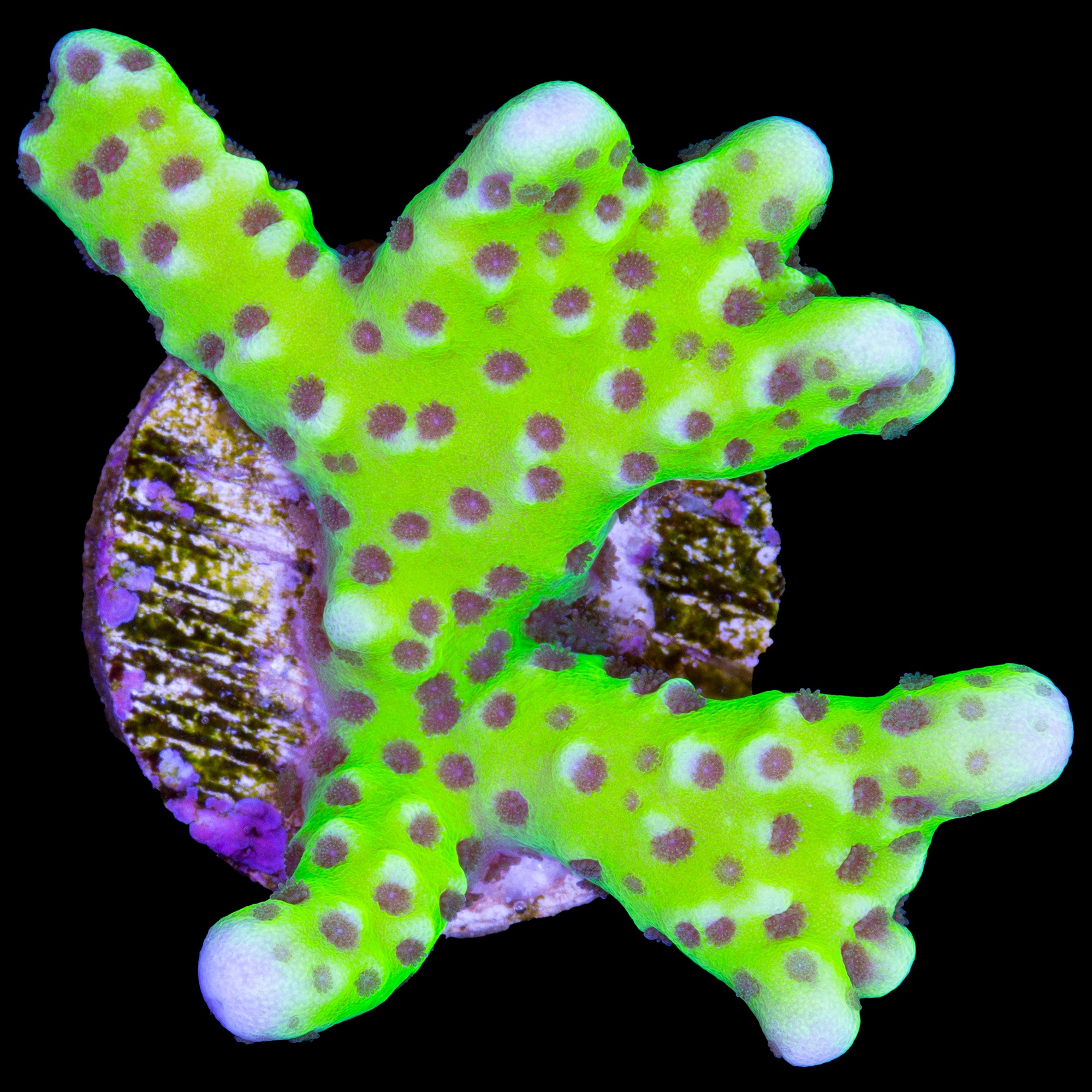 Slimeball Anacropora Coral