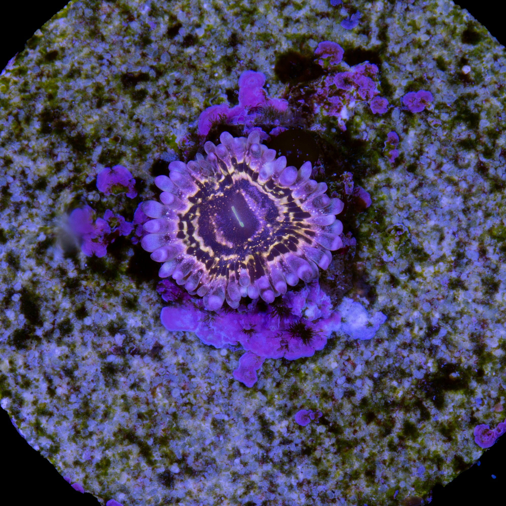 Stratosphere Zoanthids | Buy Live Coral for Sale | Vivid Stratosphere Zoanthids | Buy Live Coral for Sale | Vivid