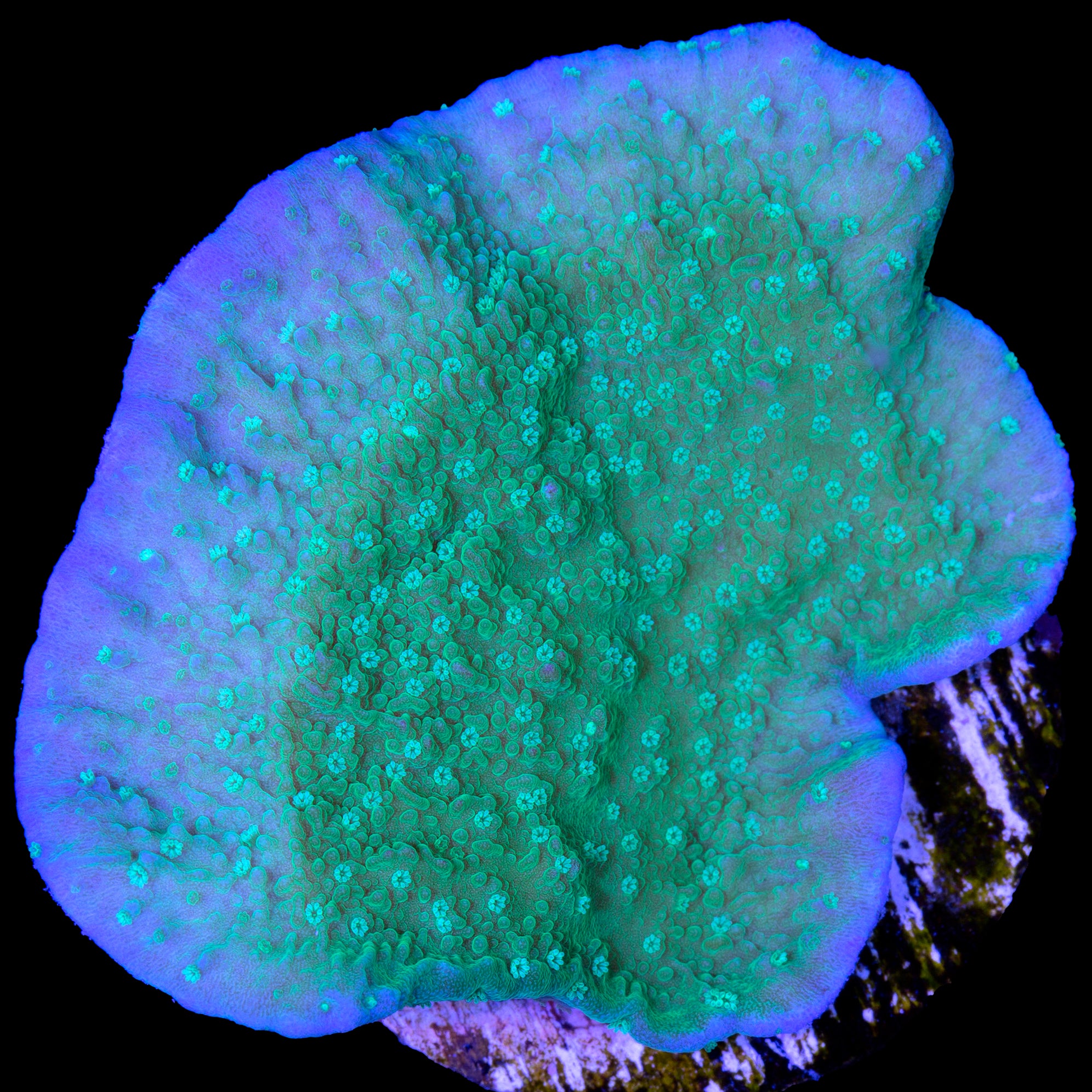 Buy Live Coral for Sale Rare Coral Sale Corals Vivid Aquariums Page 5