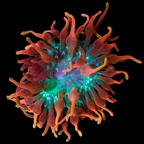 wysiwyg Page 4 - Vivid Aquariums