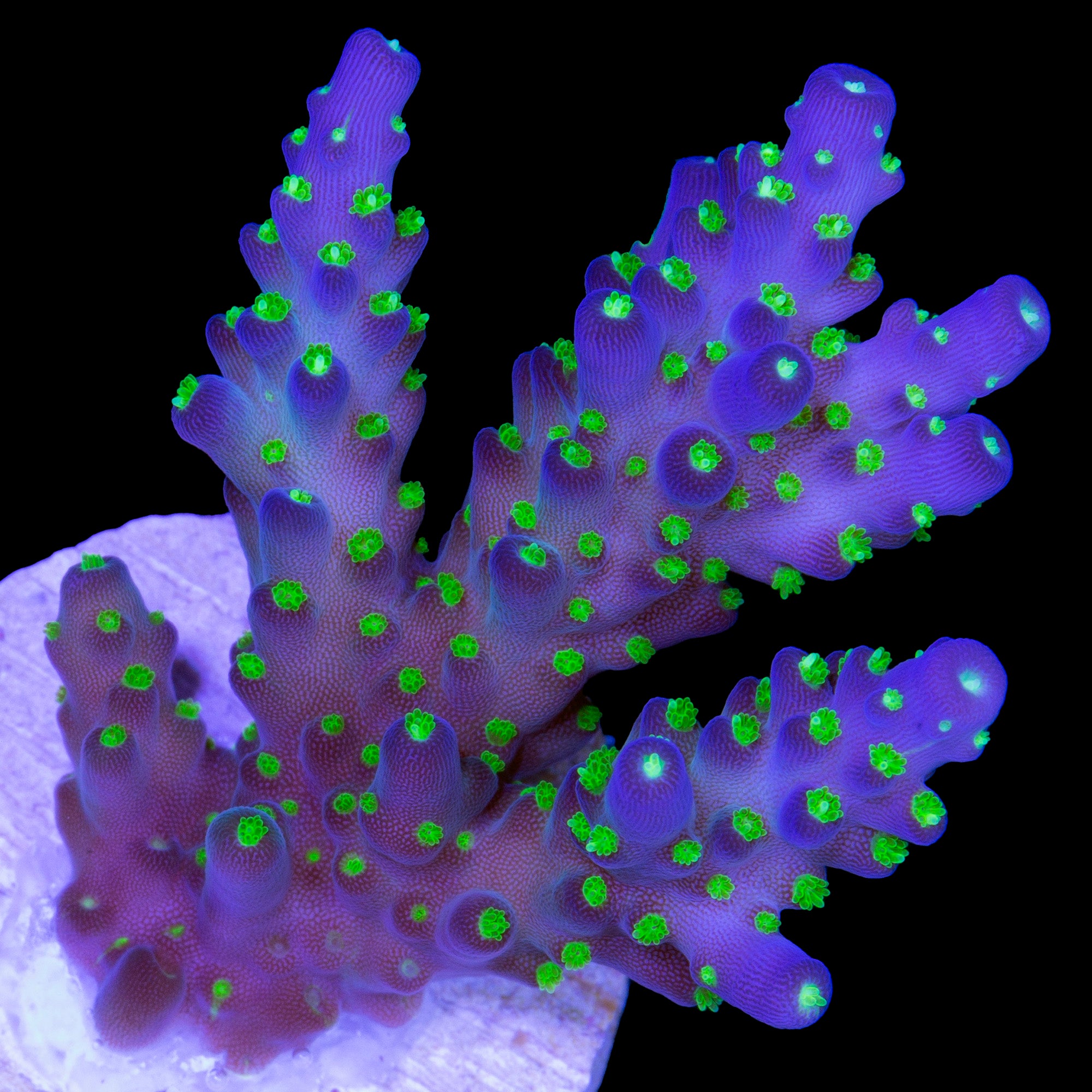 Vivid Tricolor Acropora Coral