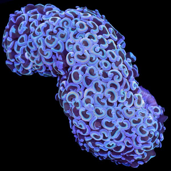 FJ6A1549_600x.jpg?v=1669482622