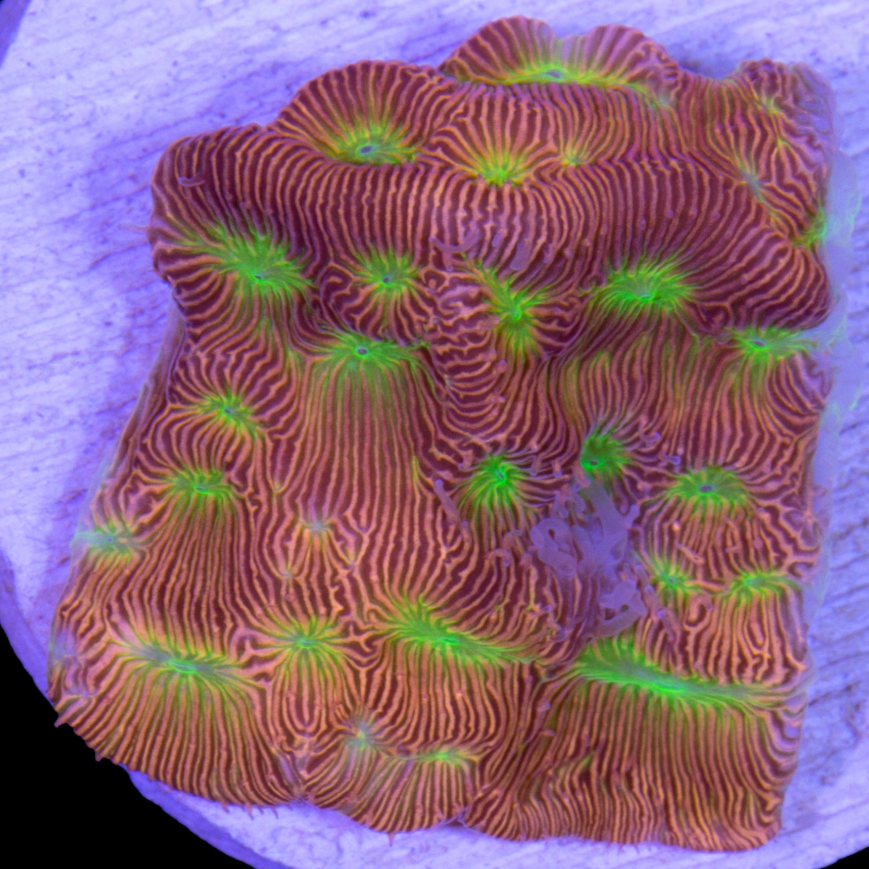 JF Lethal Leptoseris Coral