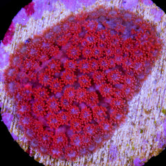 Red Short Tentacle Goniopora Coral | Buy Live Coral for Sale
