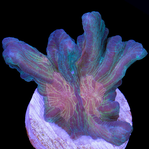 Space Invader Pectinia Coral Buy Live Coral for Sale Vivid Aquariums