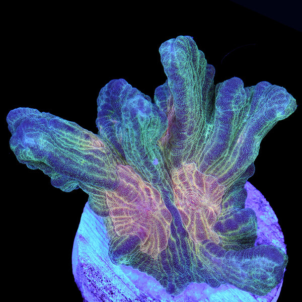 Space Invader Pectinia Coral | Buy Live Coral for Sale | Vivid