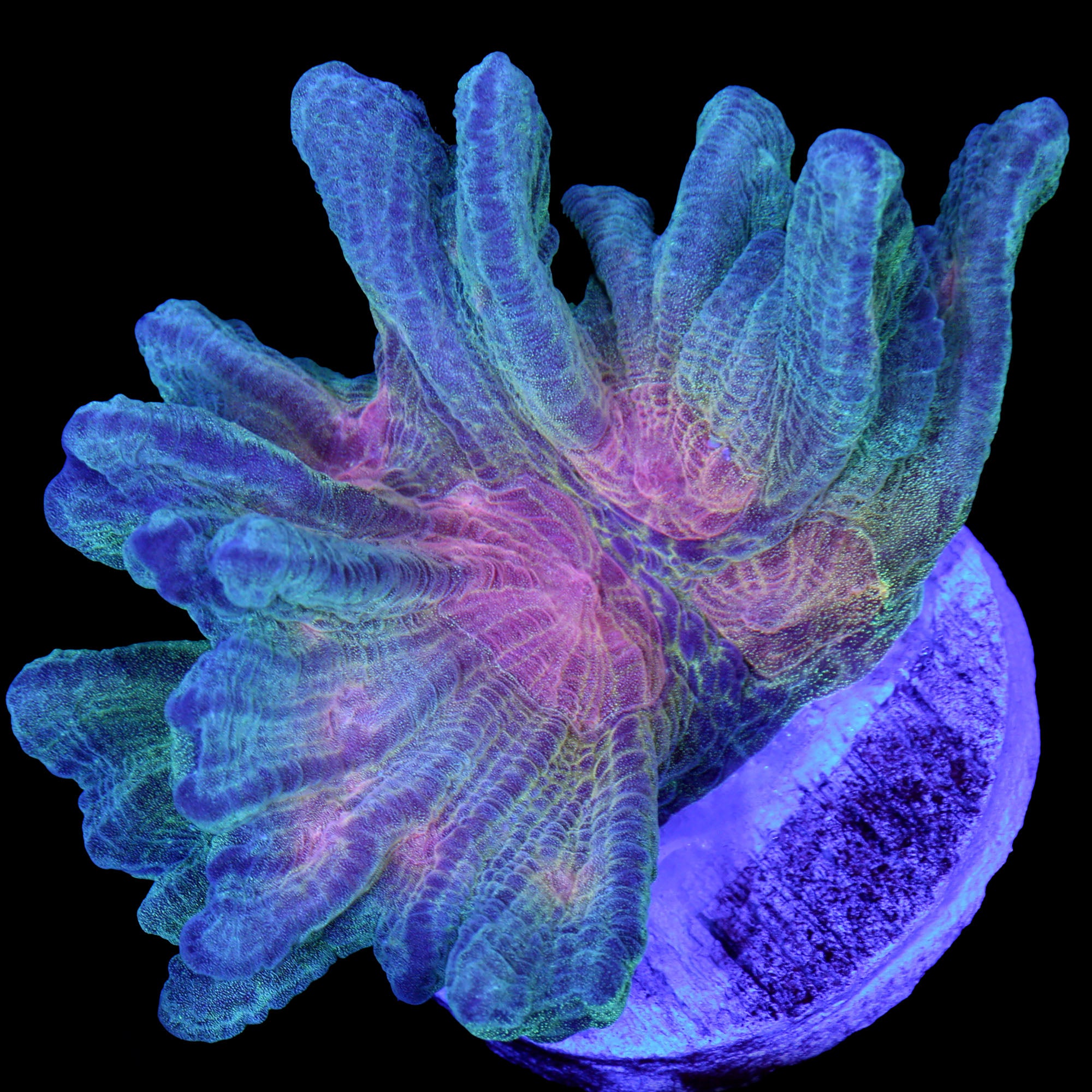 Rainbow Pectinia Coral