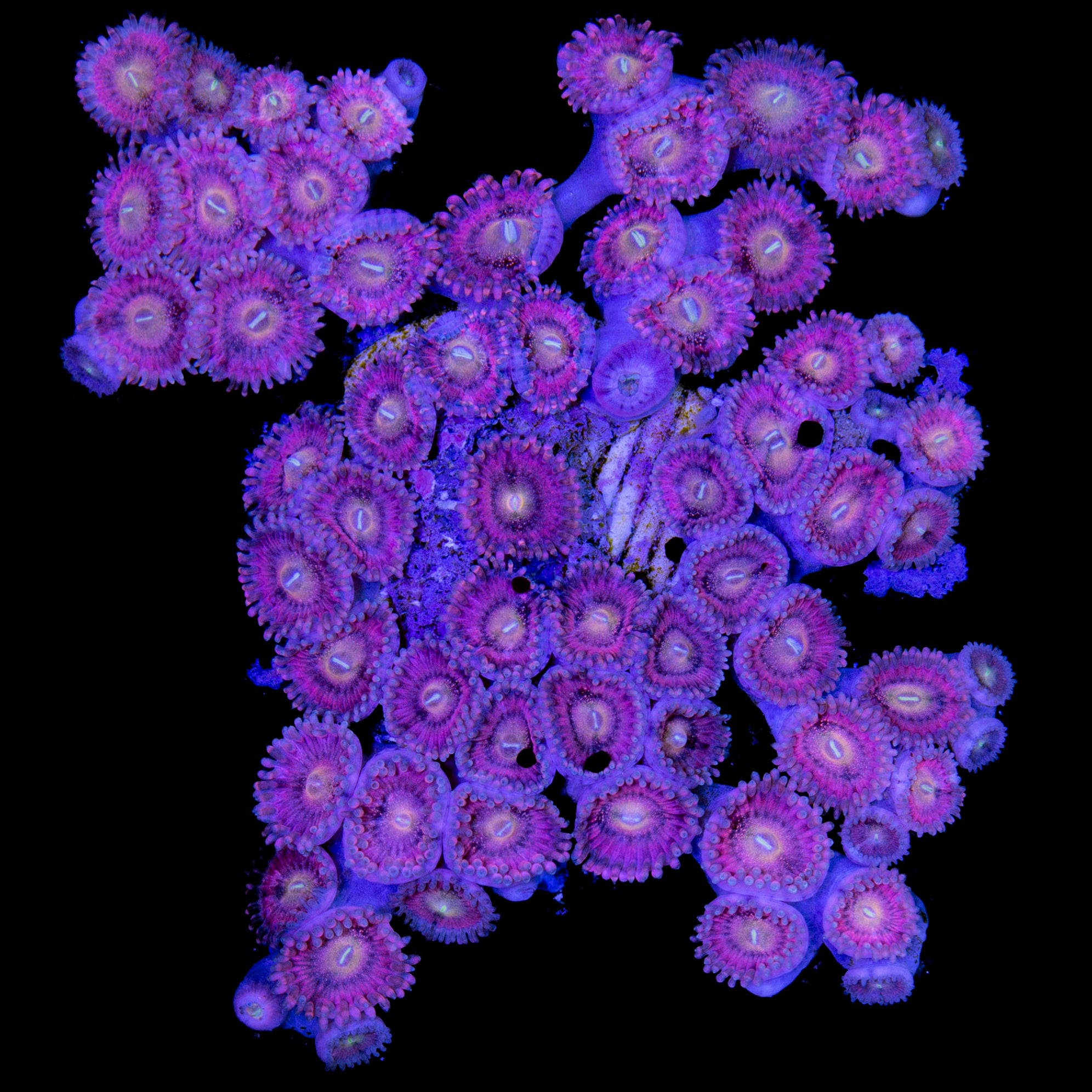 Zoanthids for Sale Buy Zoanthids Live Coral Rare Coral Coral Sale Vivid Aquariums