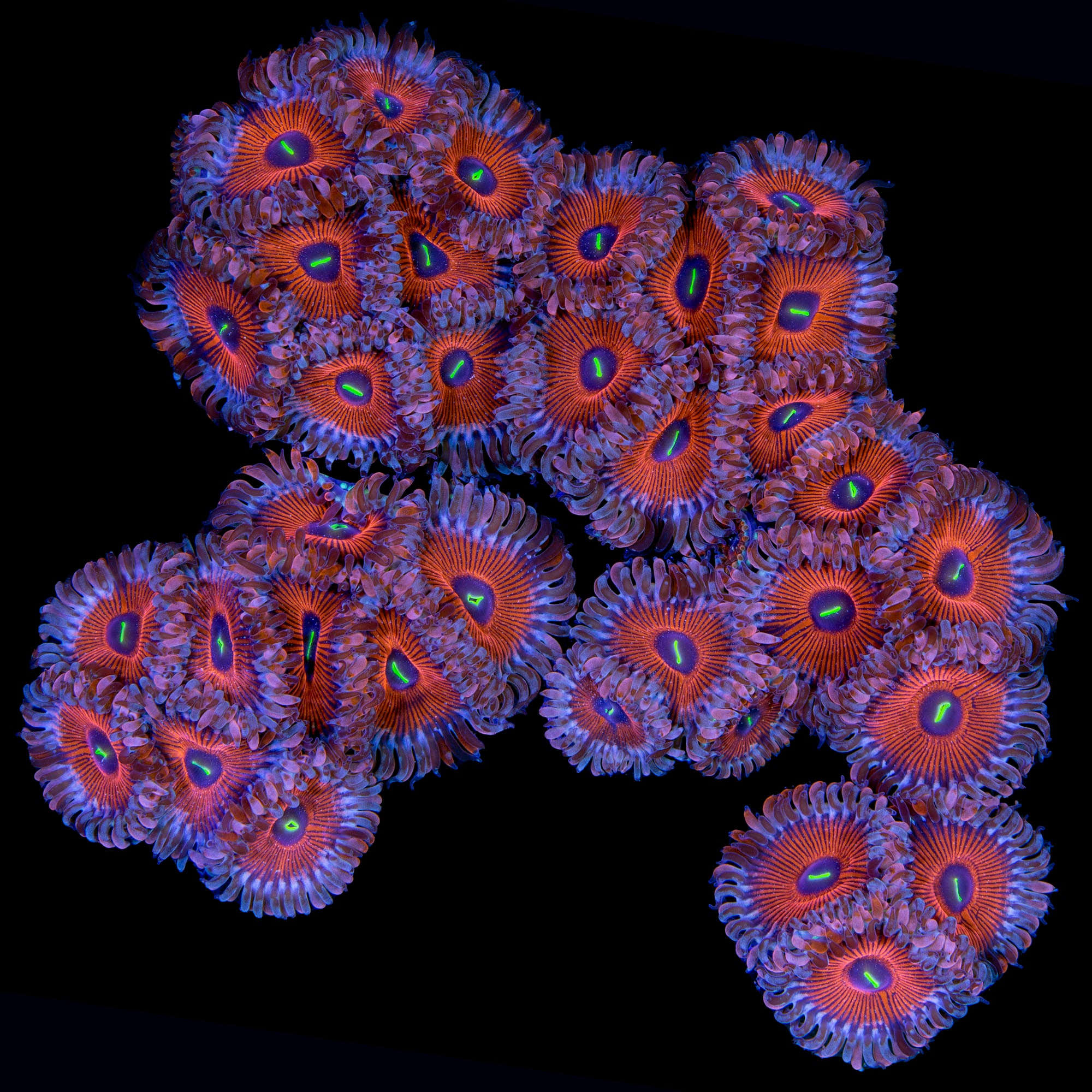 Vivid's Agave Zoanthids