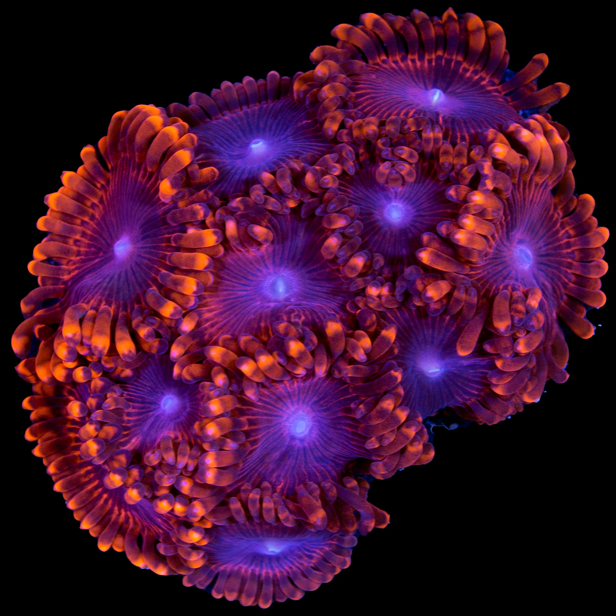 Buy Live Coral for Sale Rare Coral Sale Corals Vivid Aquariums Page 4