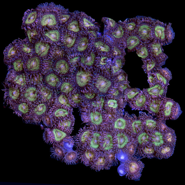 Buy Armor of God Zoanthids Online Zoanthids for Sale Vivid Aquariums