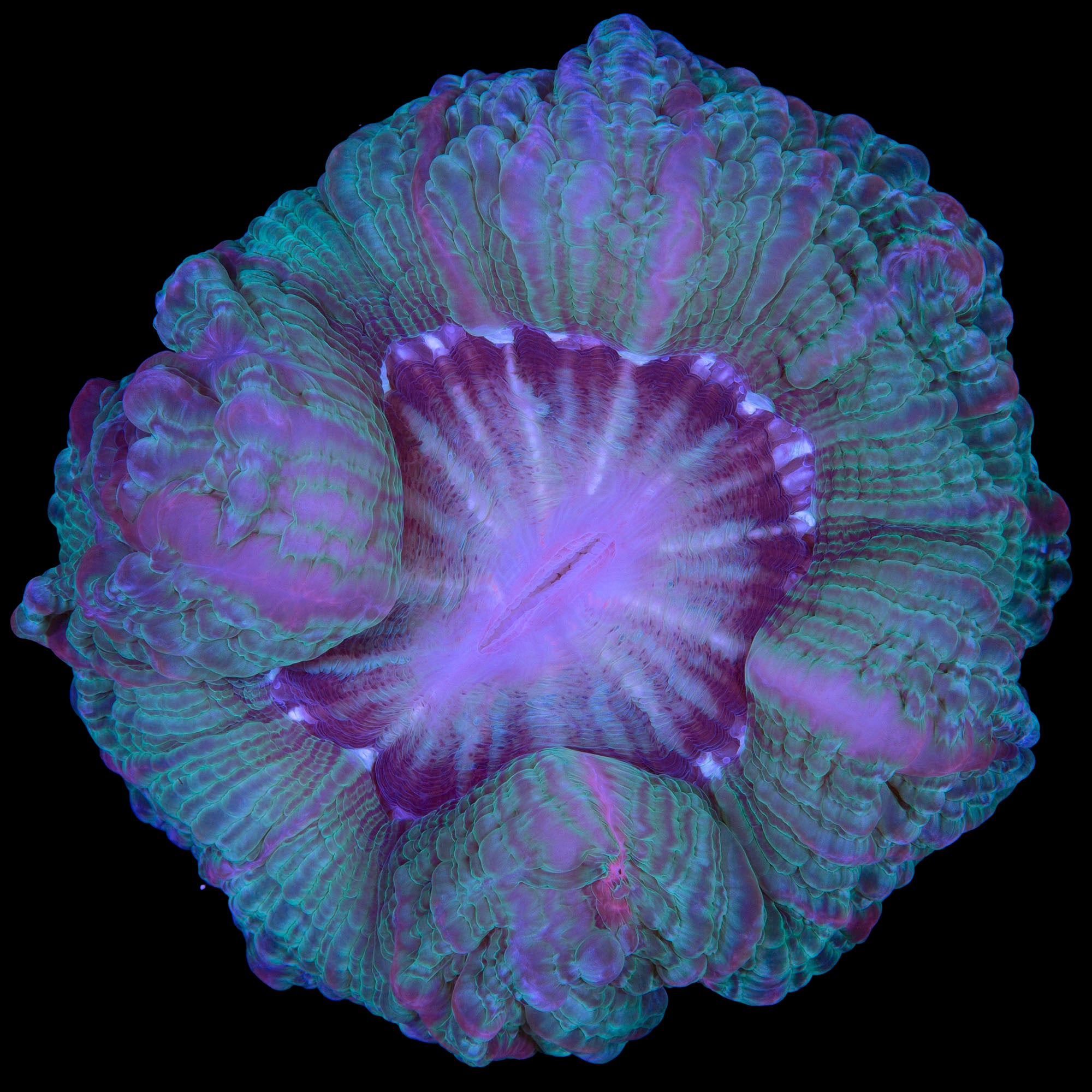 Ultra Indophyllia Coral