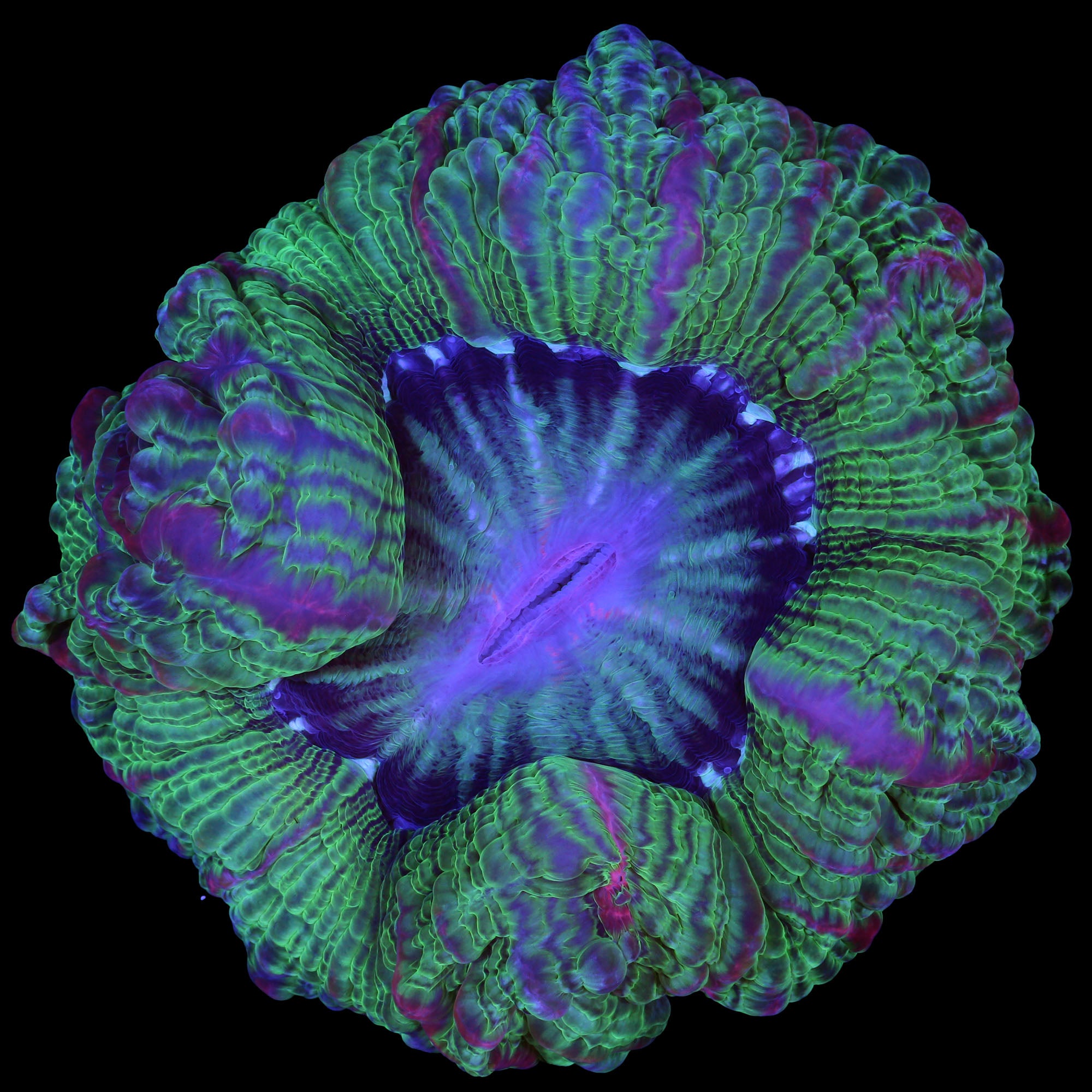 Ultra Indophyllia Coral