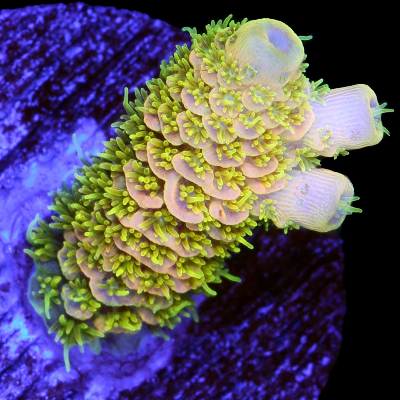 Sunrise Millepora Acropora Coral
