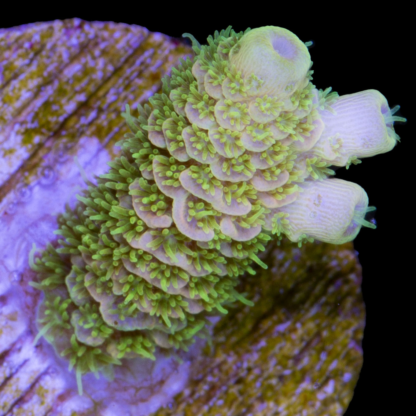 Sunrise Millepora Acropora Coral