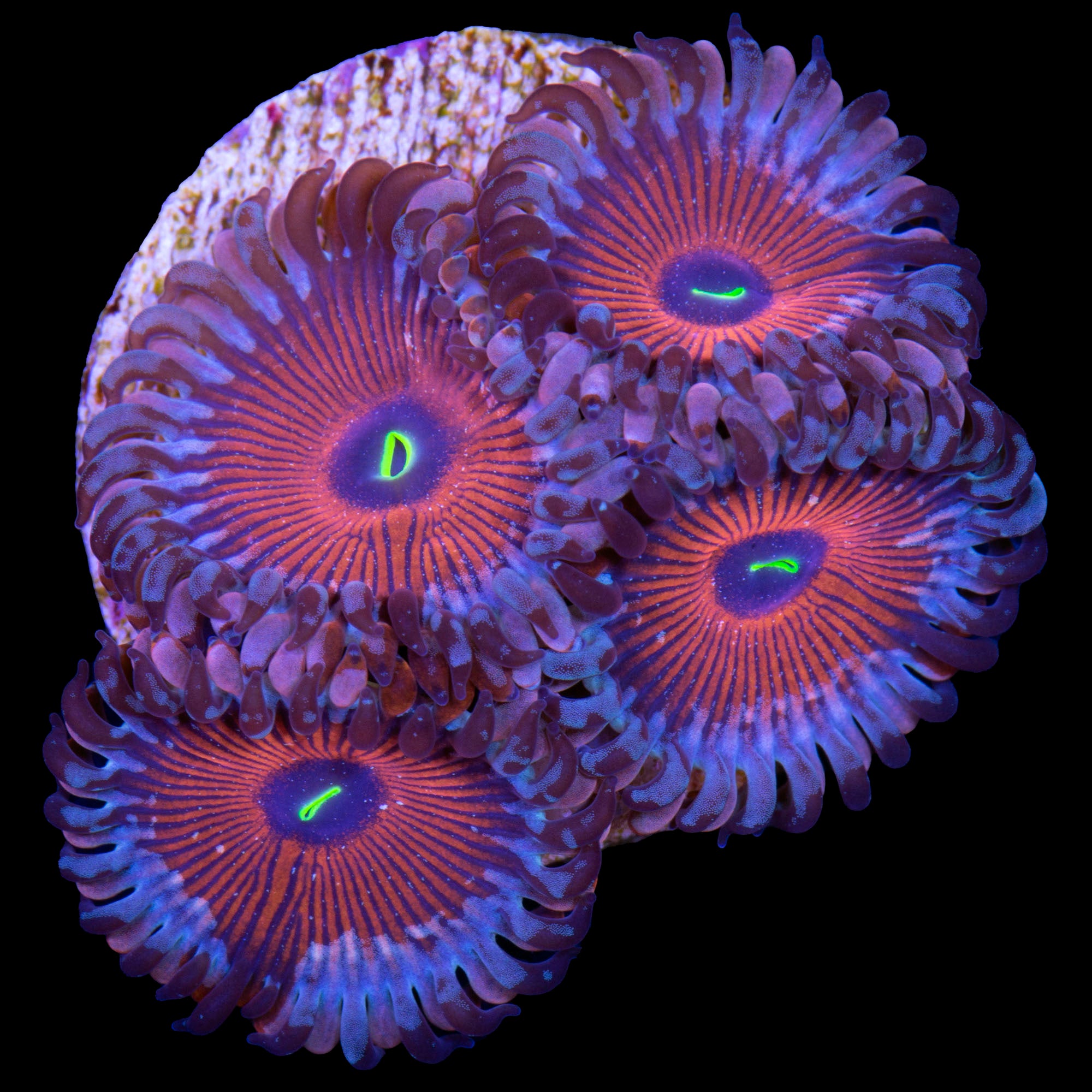 Vivid's Agave Zoanthids